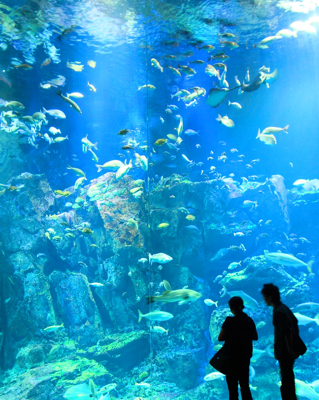 男鹿水族館GAO